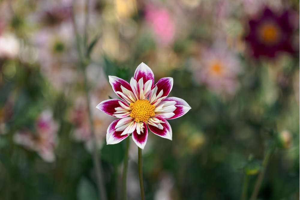 Dahlia 'Fashion Monger'